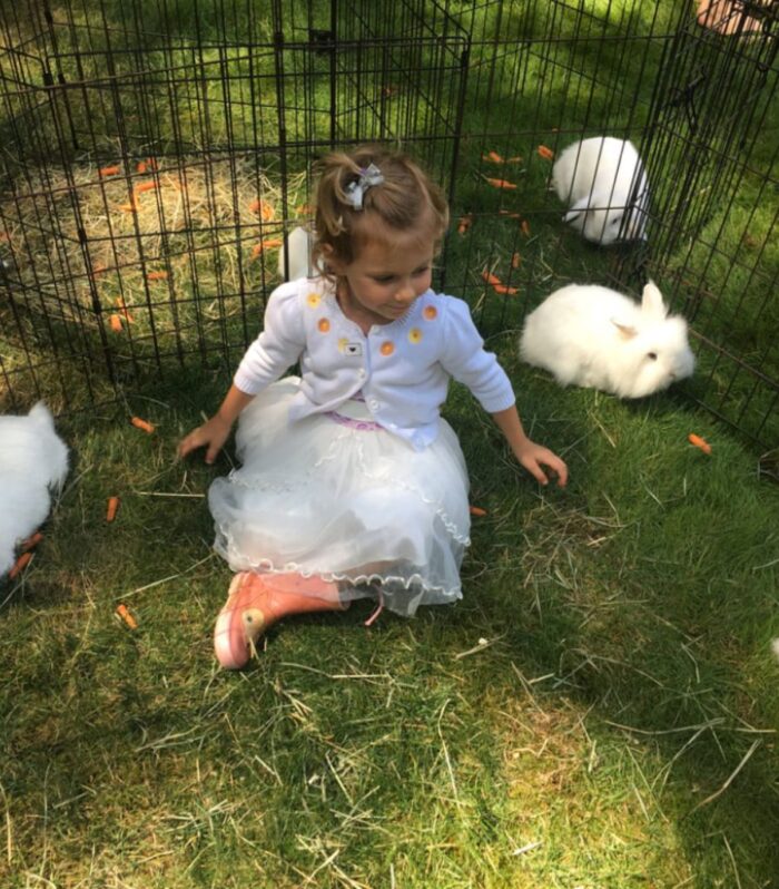 Petting Station Rental - Rabbit